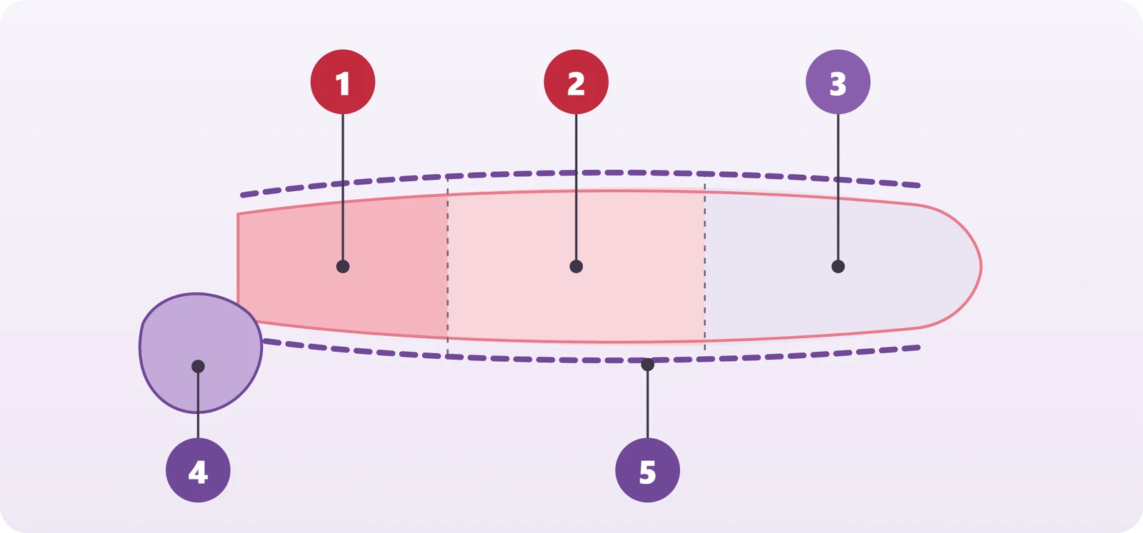 Diagram showing the entrance, middle and upper levels of the vaginal canal, the front and back wall support lines and the perineal body