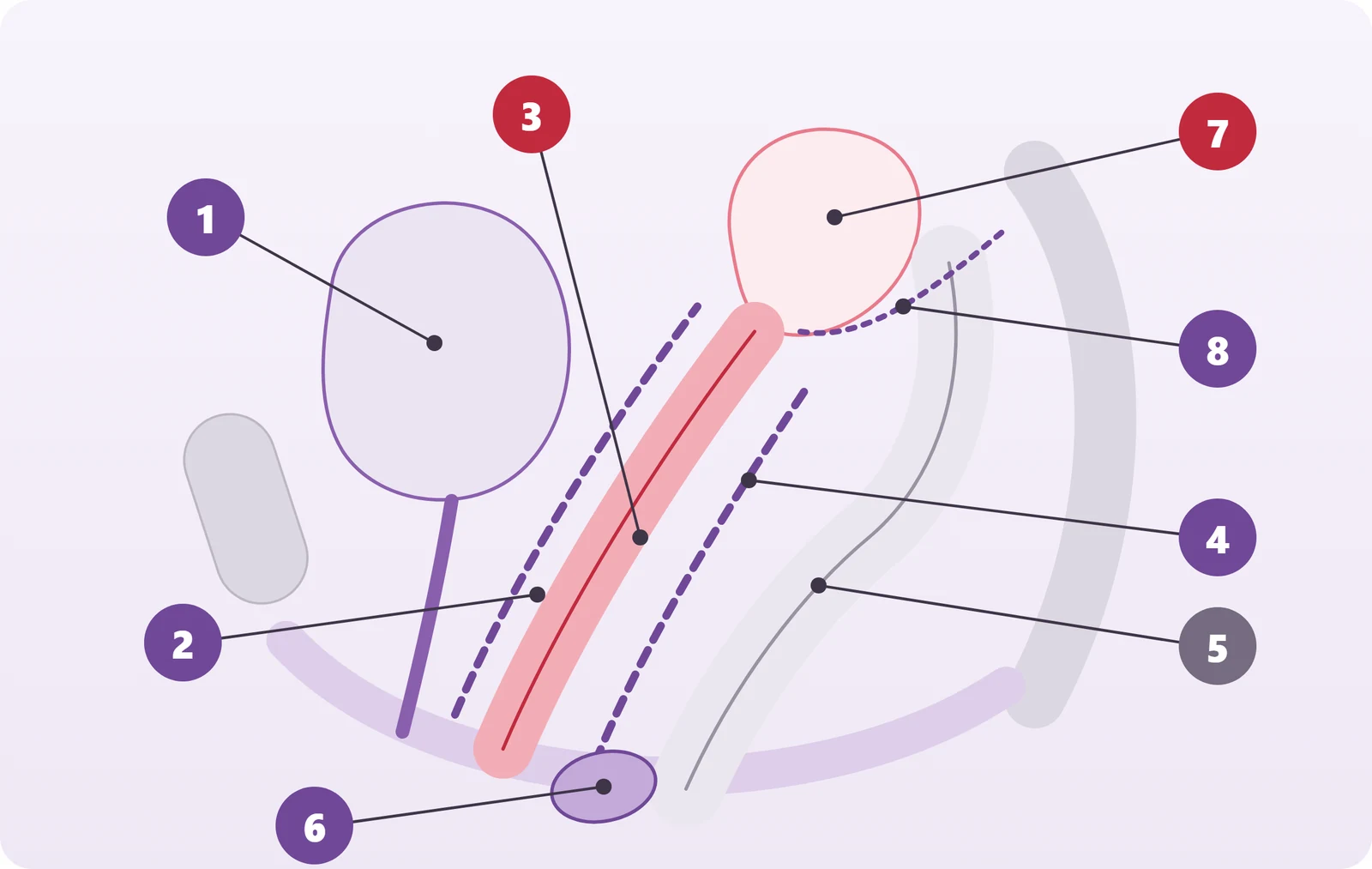 Diagram showing a lateral view of the pelvis: bladder, vaginal canal, rectum, uterus, perineal body, and the supporting tissues between them are numbered